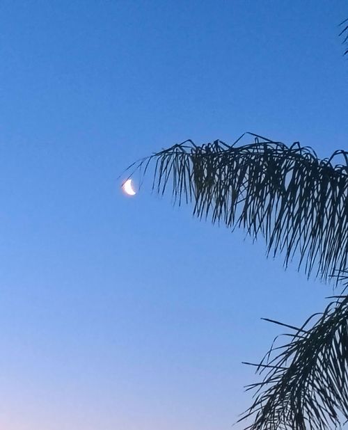 Free Half Moon at Sunrise  Stock Photo