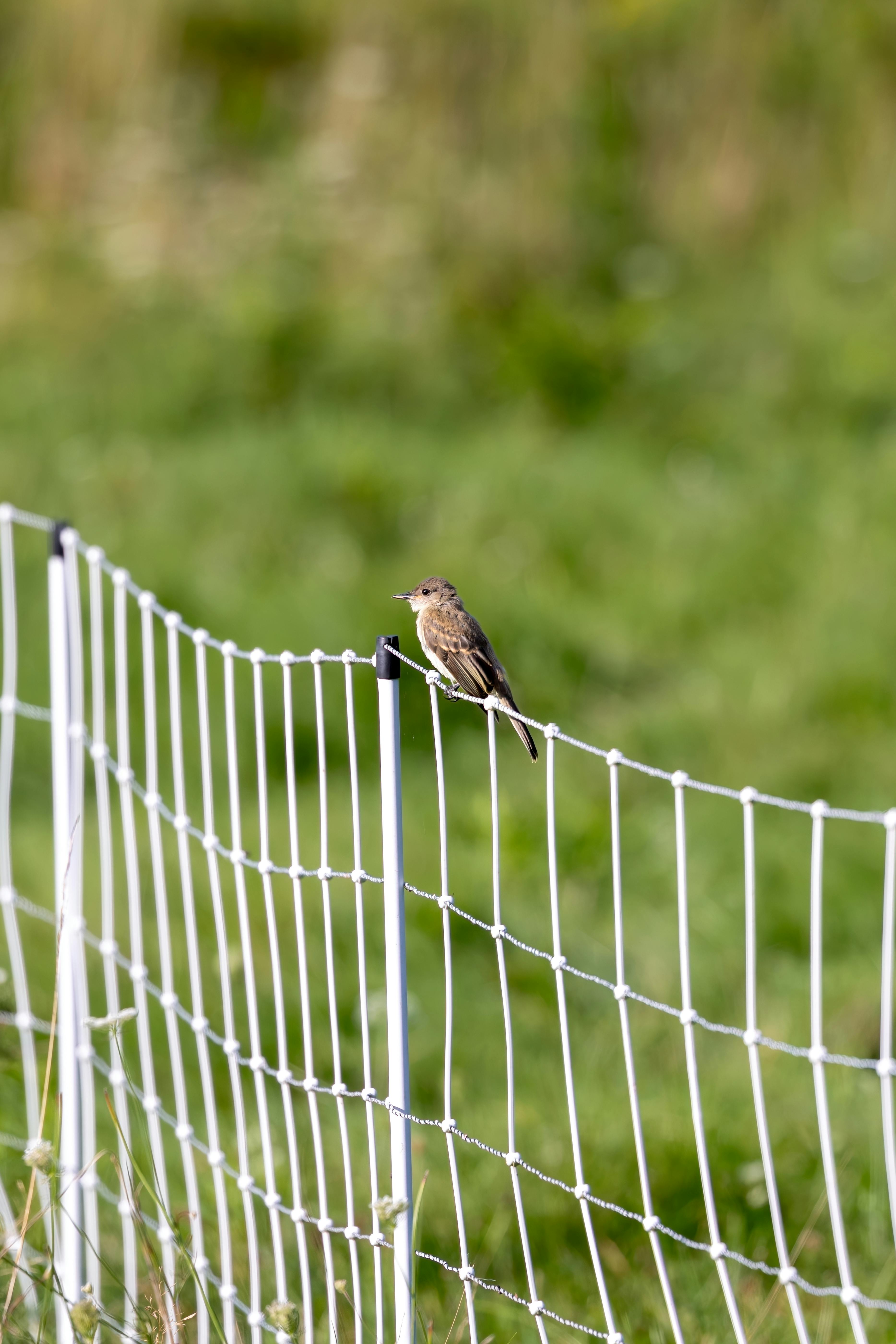 Eastern Phoebe perched on a wire fence with a blurred green background in Princeton, Massachusetts.