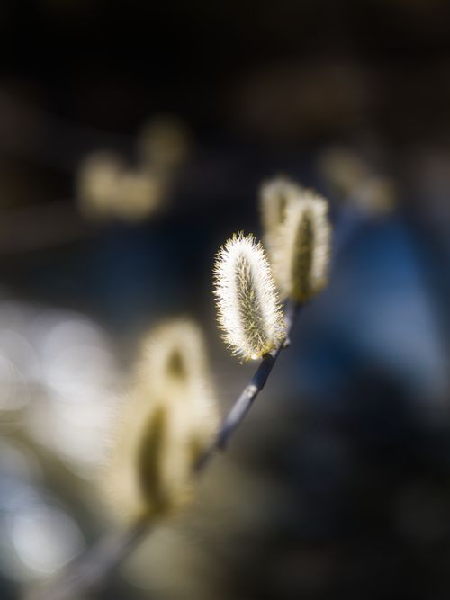 Free Macro shot of a willow catkin against a blurred background, capturing spring's renewal. Stock Photo