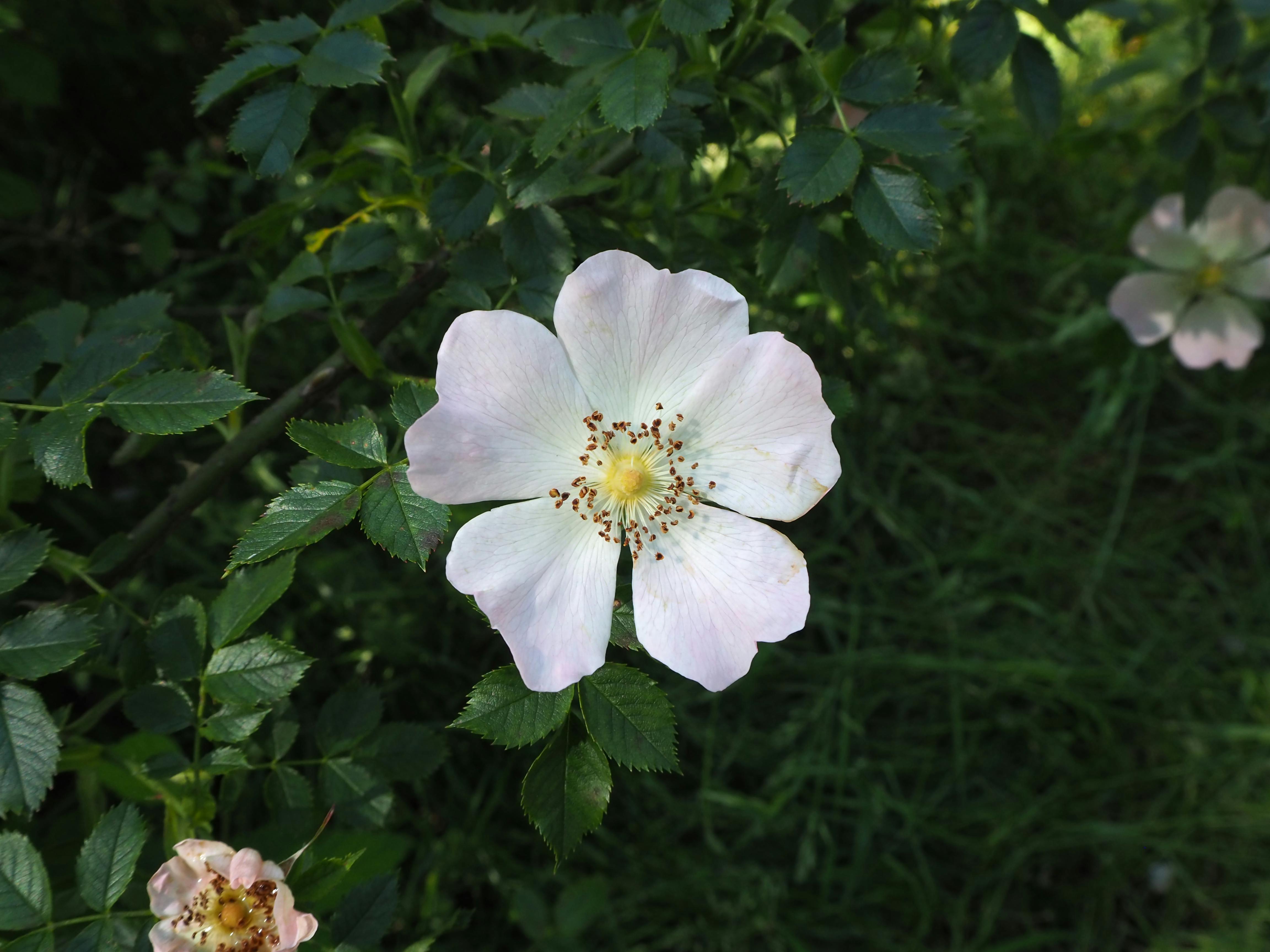 [ColoSach]-a-delicate-wild-dog-rose-in-full-bloom-surrounded-by-lush-green-leaves-outdoors.