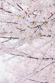 Delicate cherry blossom branches in full bloom during springtime.