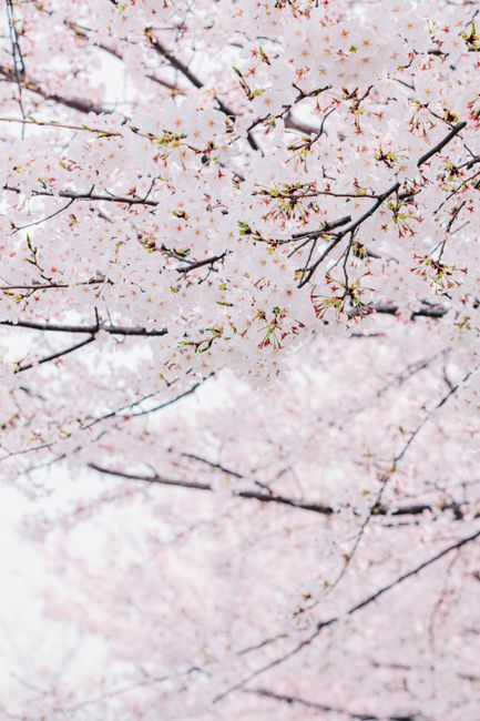 Delicate cherry blossom branches in full bloom during springtime.