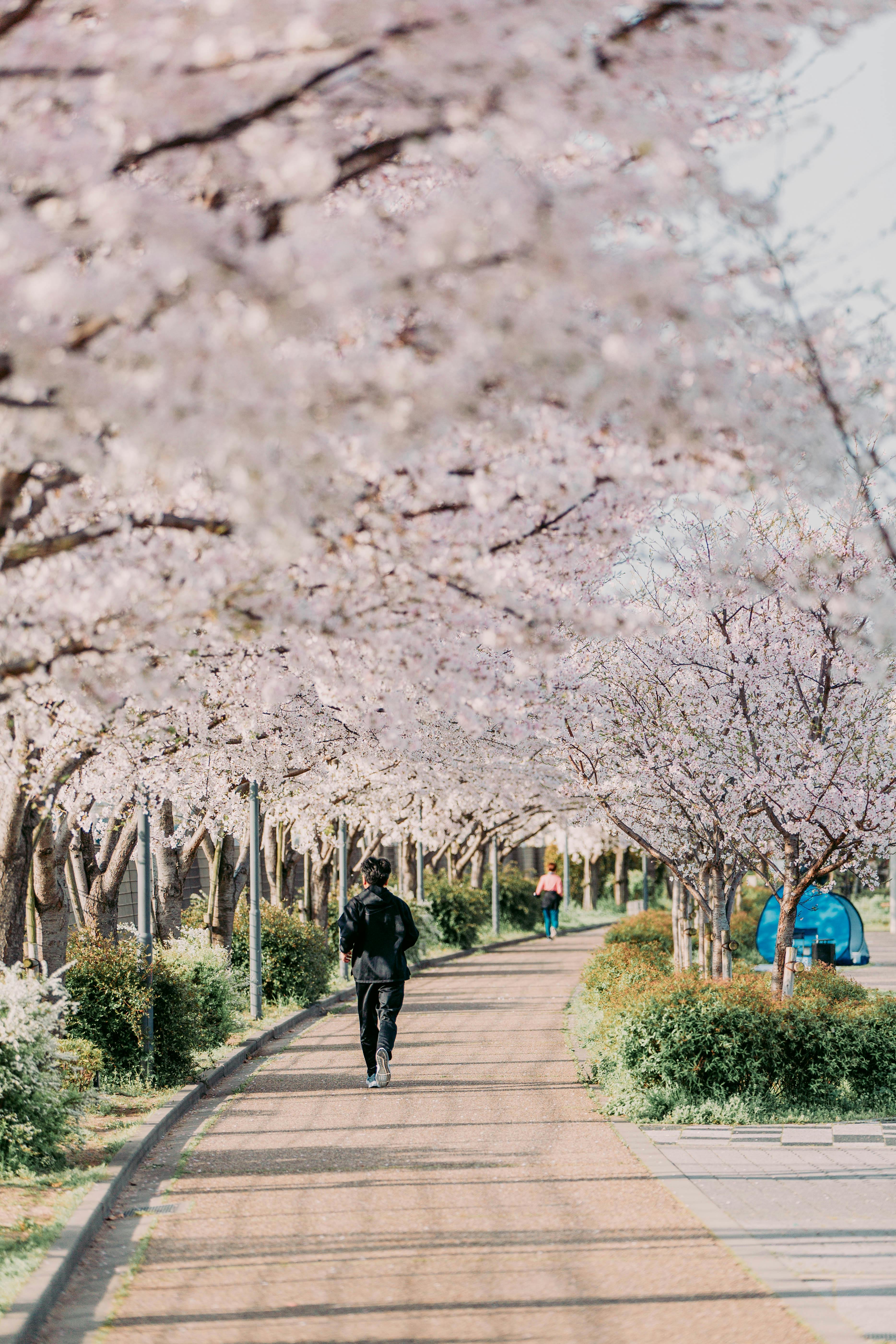 Person walking under cherry blossoms in full bloom along a path, capturing the essence of spring.