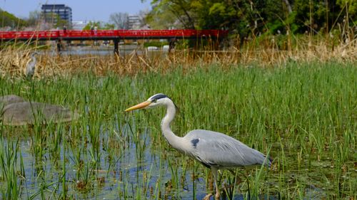 Free A stunning capture of a gray heron in a lush Japanese wetland with a red bridge in the background. Stock Photo