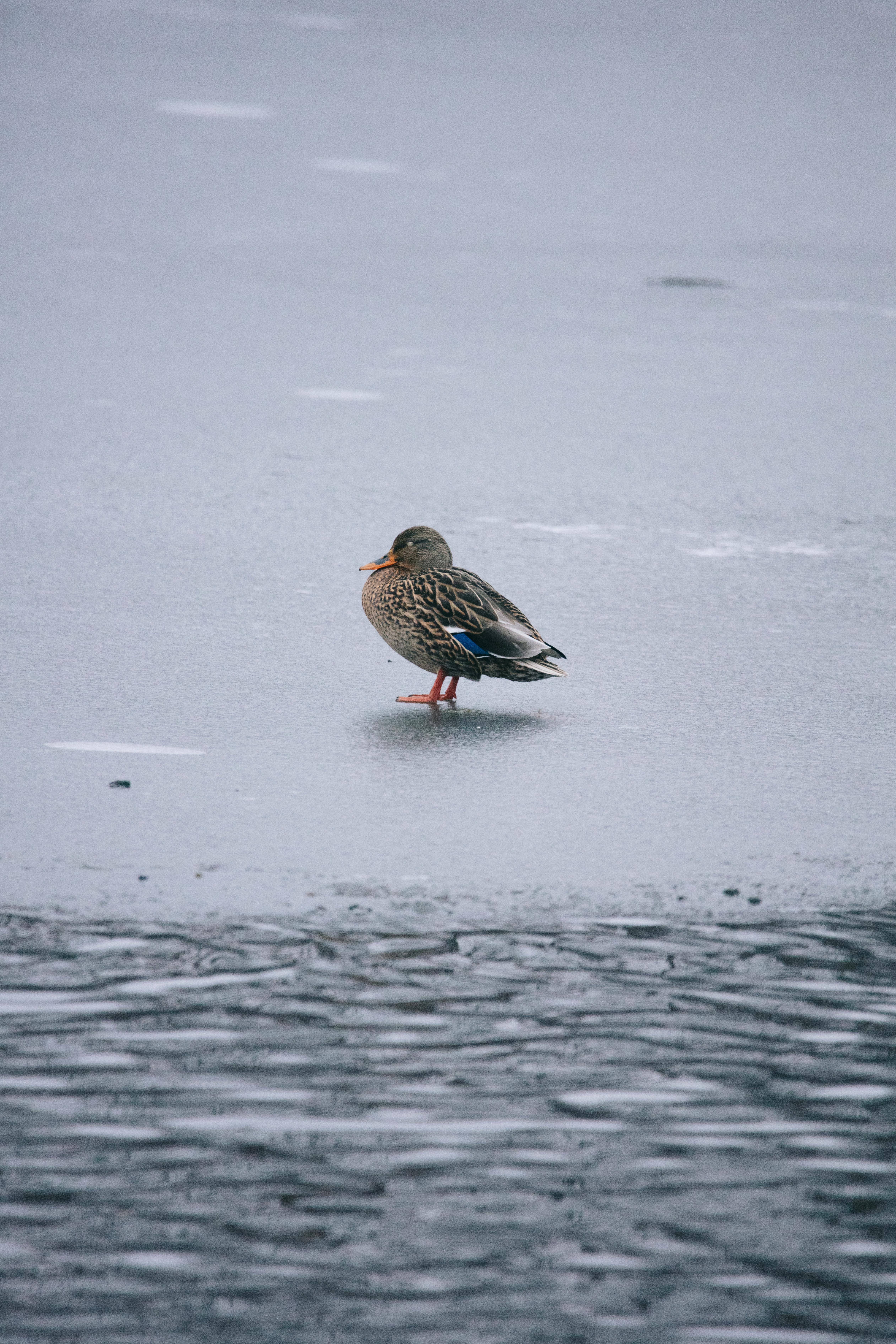 A female mallard duck standing on a frozen lake in winter, Michigan, USA.