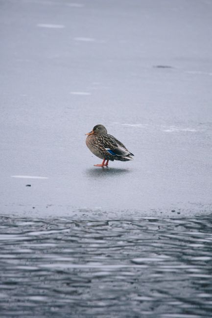 A female mallard duck standing on a frozen lake in winter, Michigan, USA.