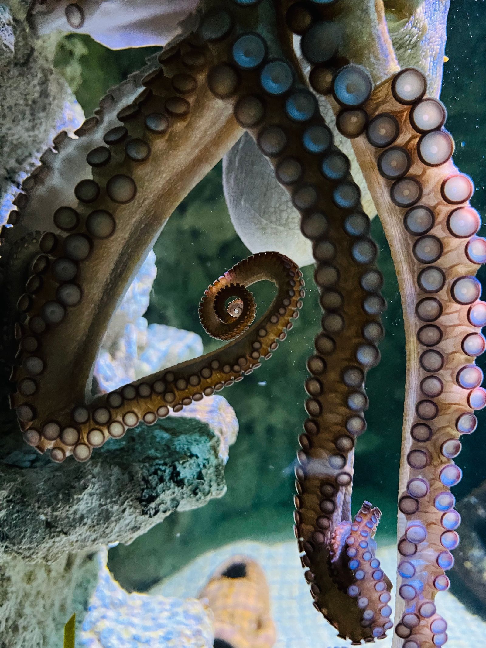 Octopus Photos, Download The BEST Free Octopus Stock Photos & HD Images