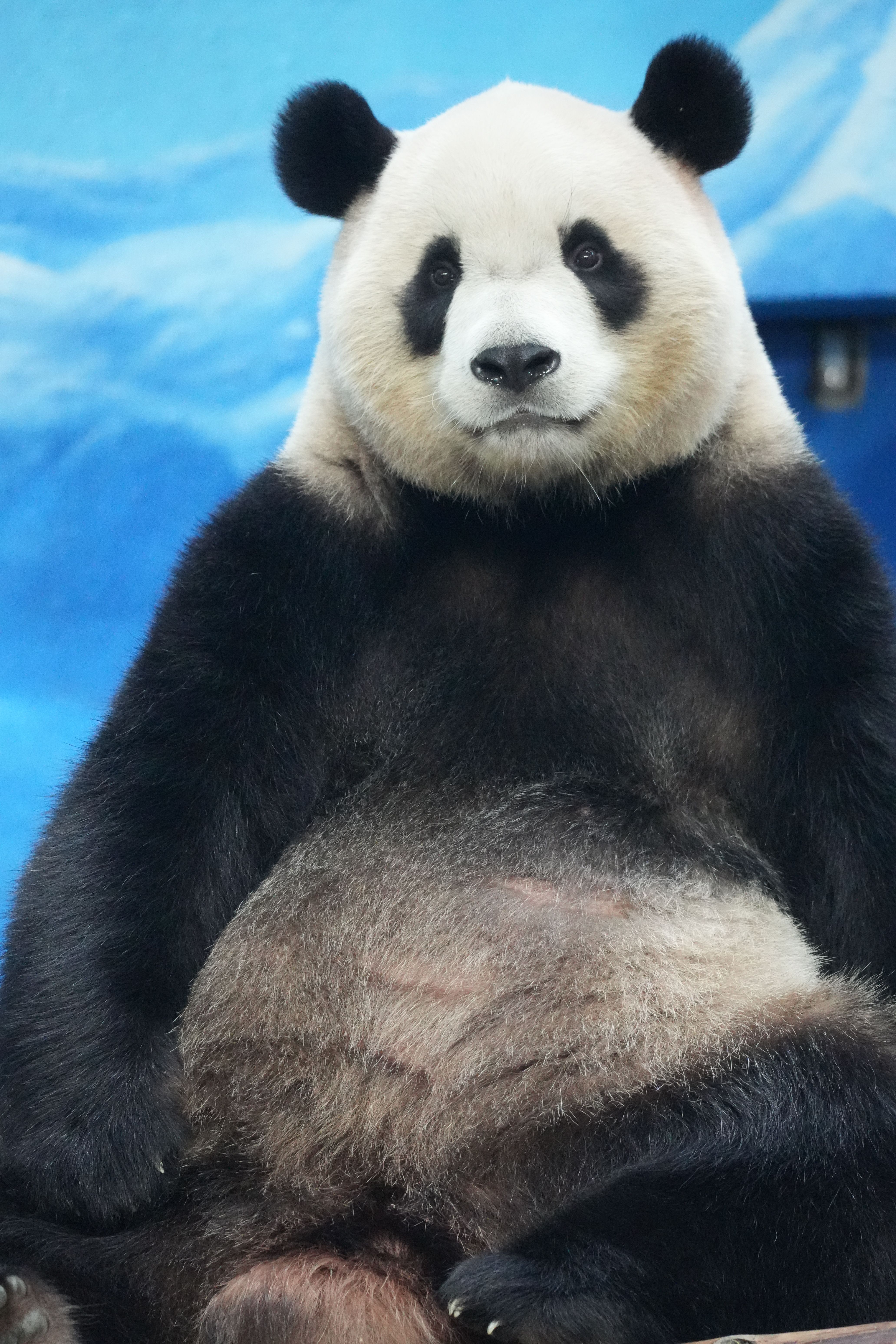 A giant panda sits relaxed in a zoo habitat, showcasing its iconic black and white fur.
