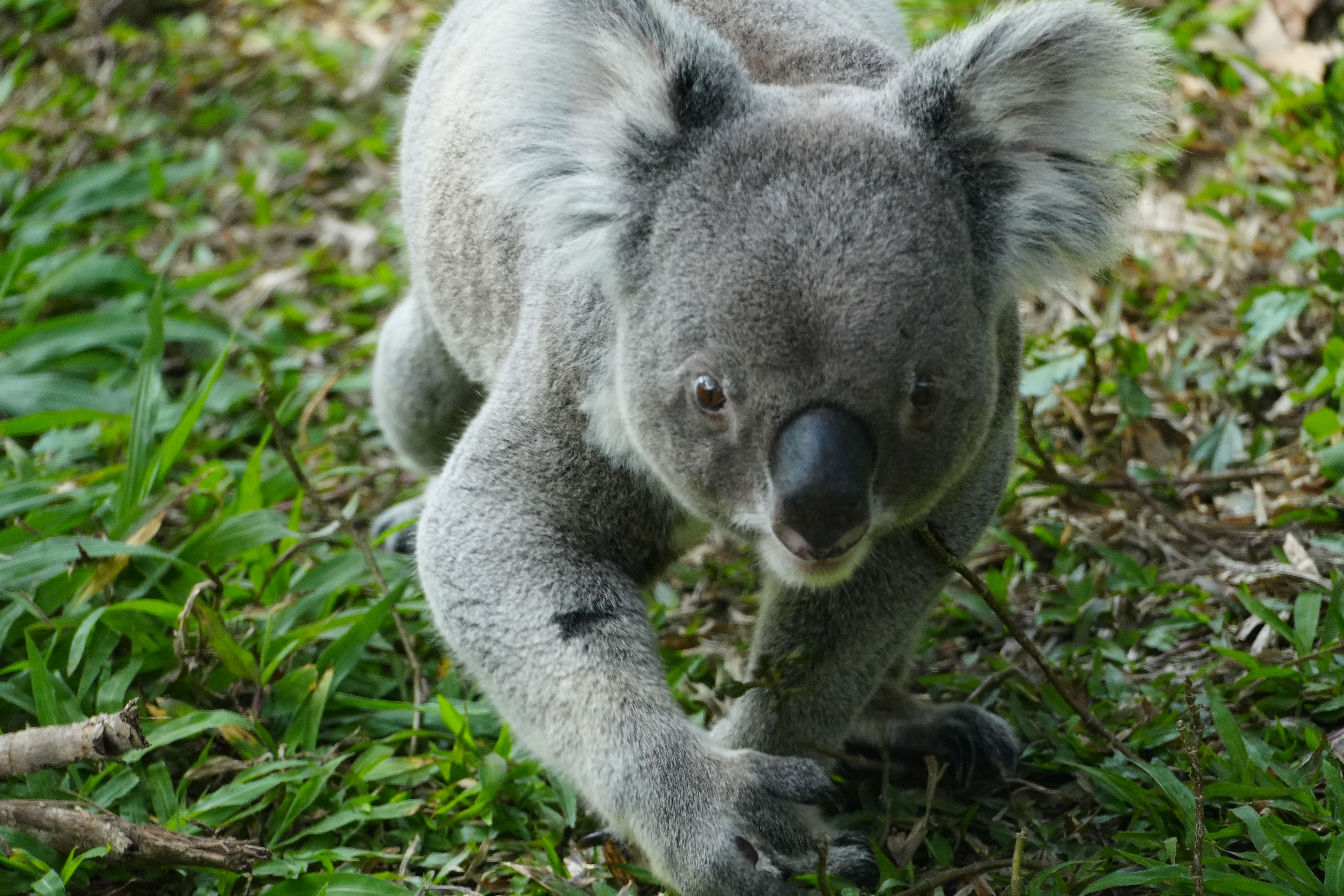 Koala Experience