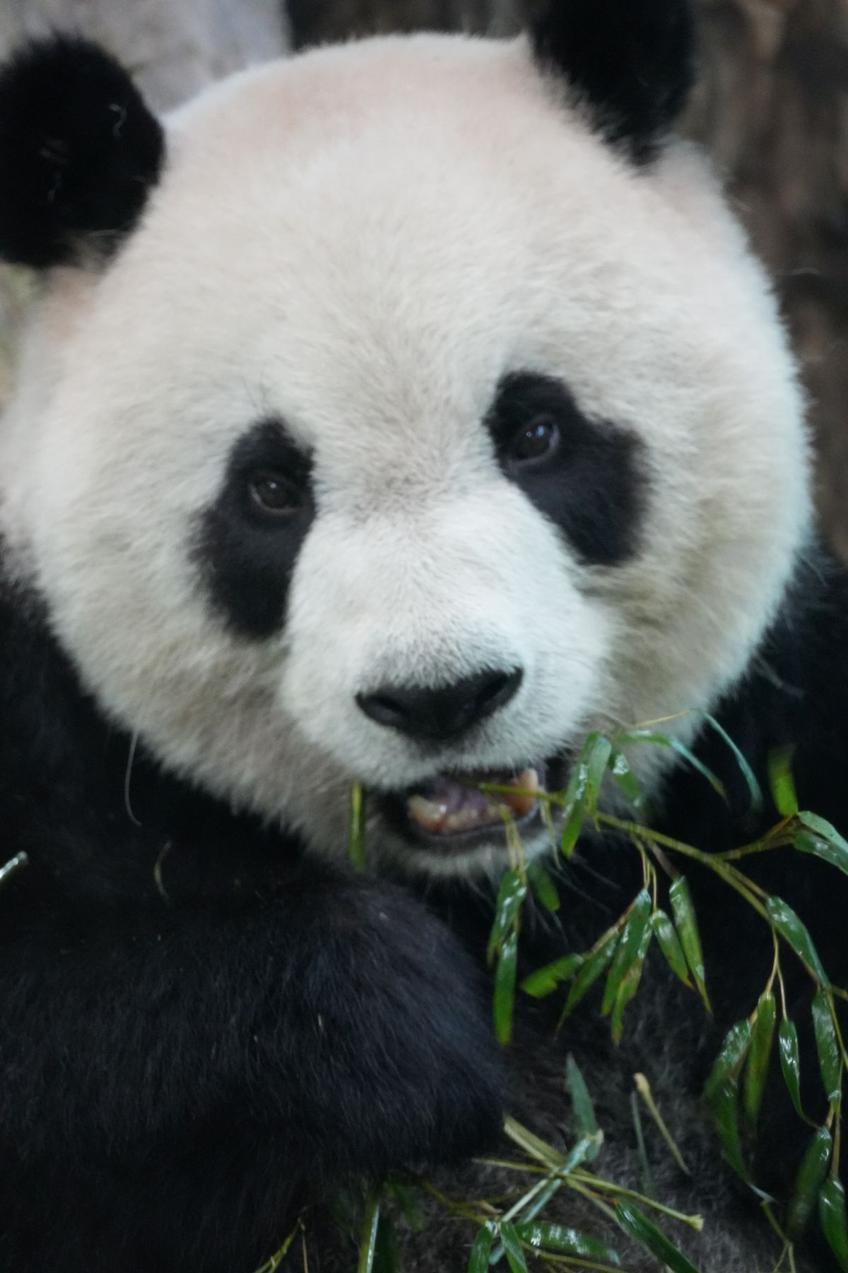 Panda+Cats Photos, Download The BEST Free Panda+Cats Stock Photos & HD ...