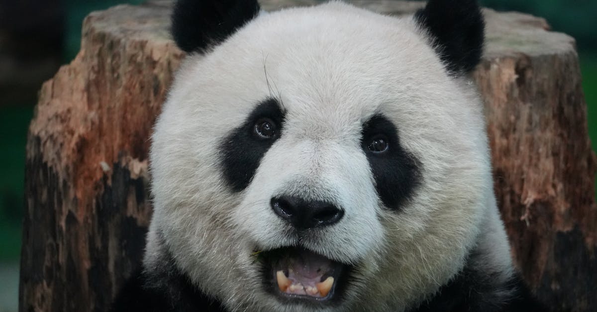 Fotos De Estudio Profesionales De Automóviles
