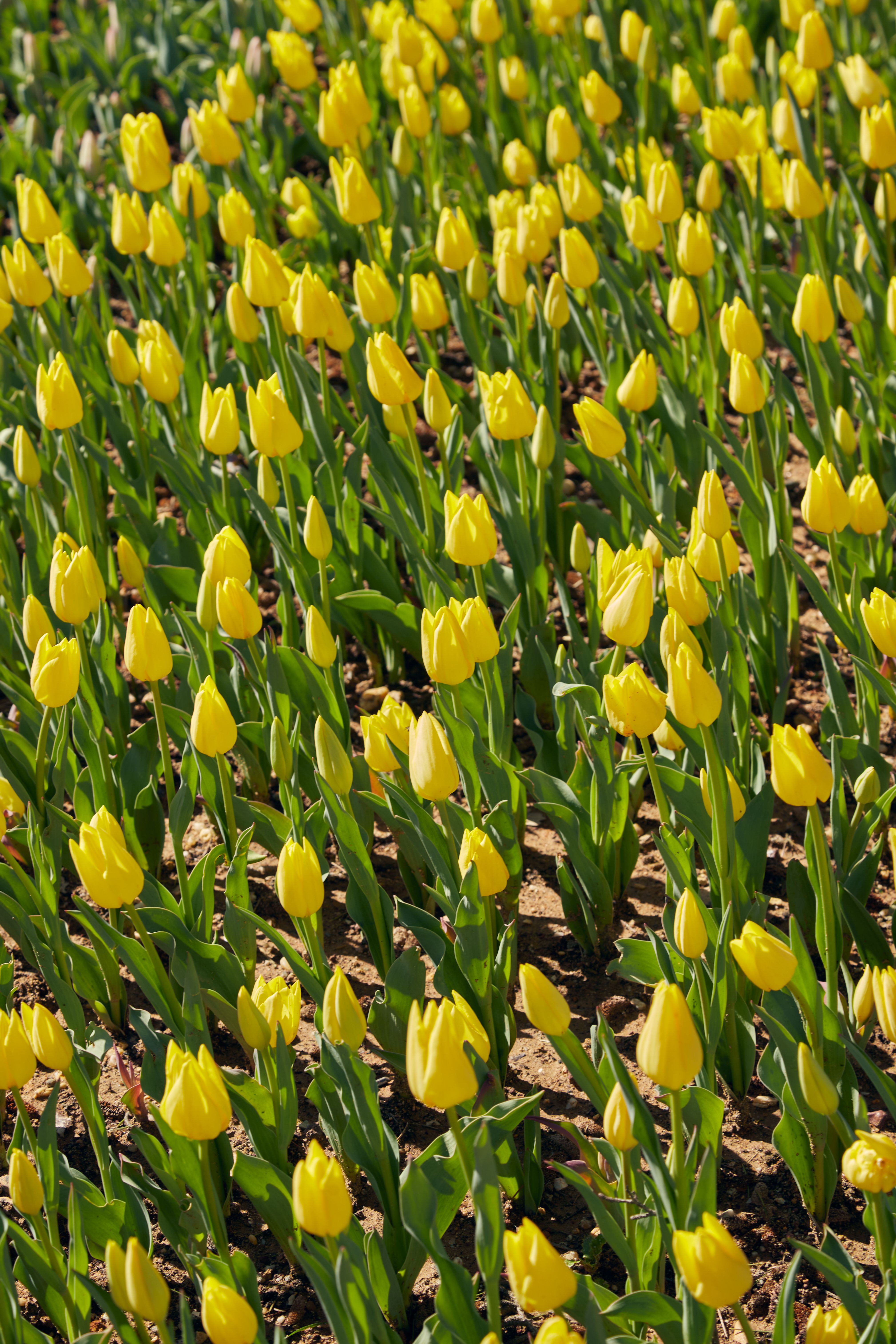 Vibrant Yellow Tulip Garden in Bloom · Free Stock Photo