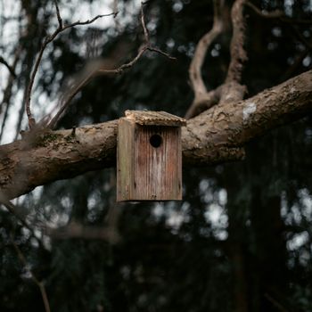 Bird Box Challenge