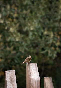 A solitary sparrow sits on a wooden post with blurred foliage in the background. Nature scene.