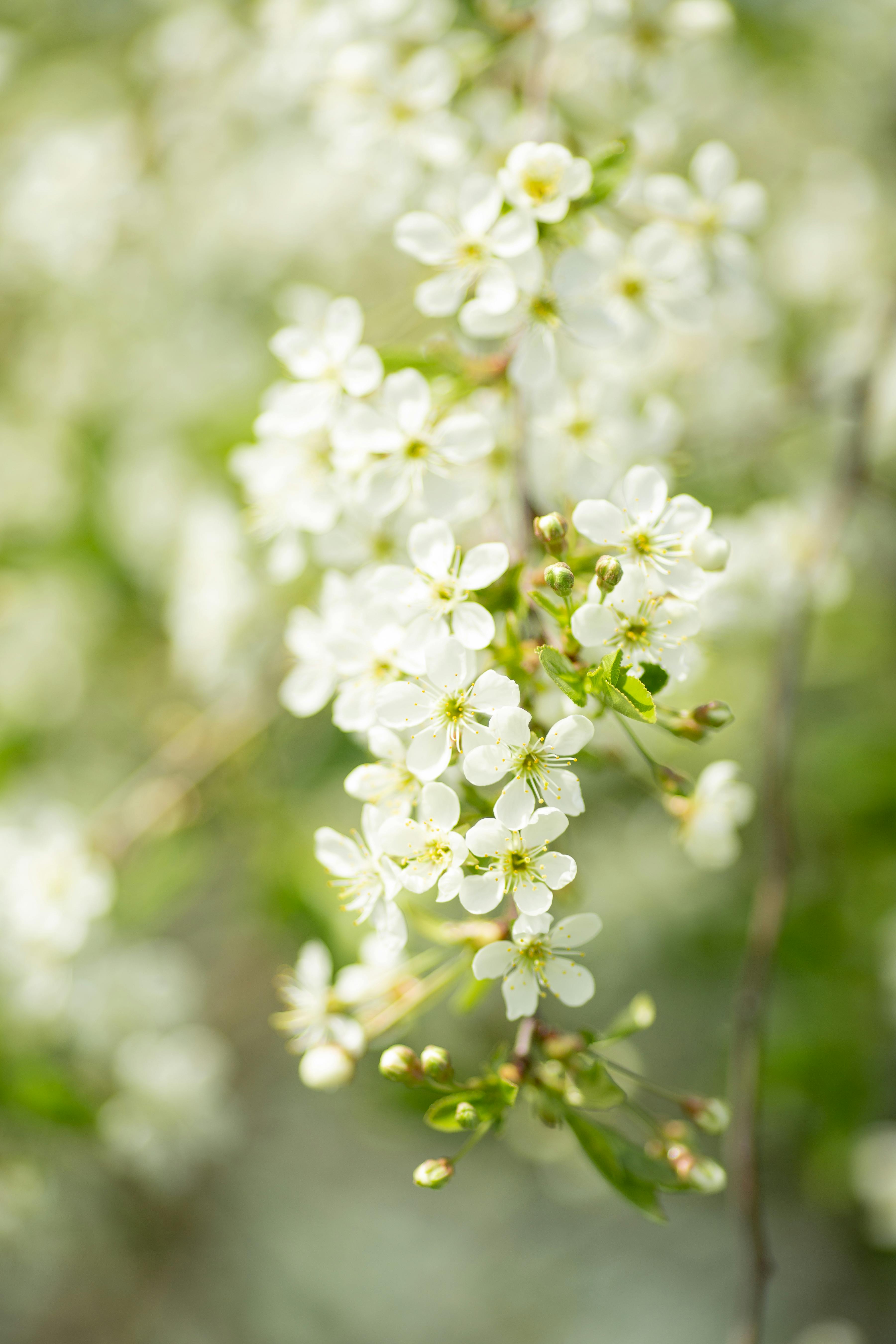 Delicate white cherry blossoms in spring sunlight, capturing nature's beauty.
