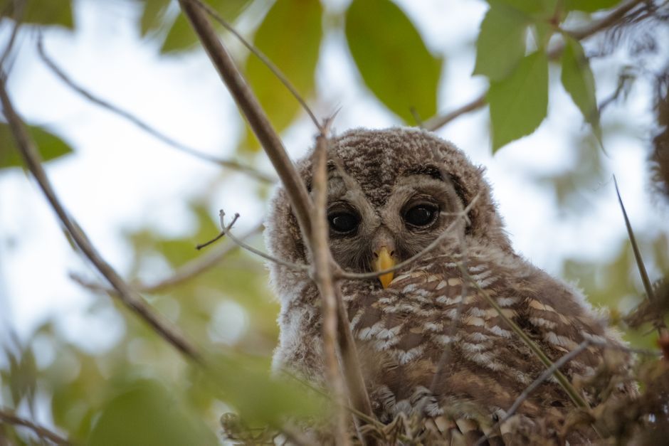 A baby owl peeking through branches, surrounded by green leaves, in a natural setting.