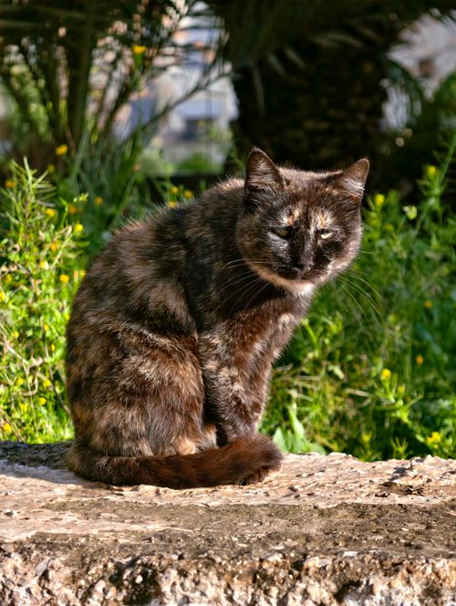 Free A tortoiseshell cat peacefully sunbathing in a natural outdoor setting. Stock Photo