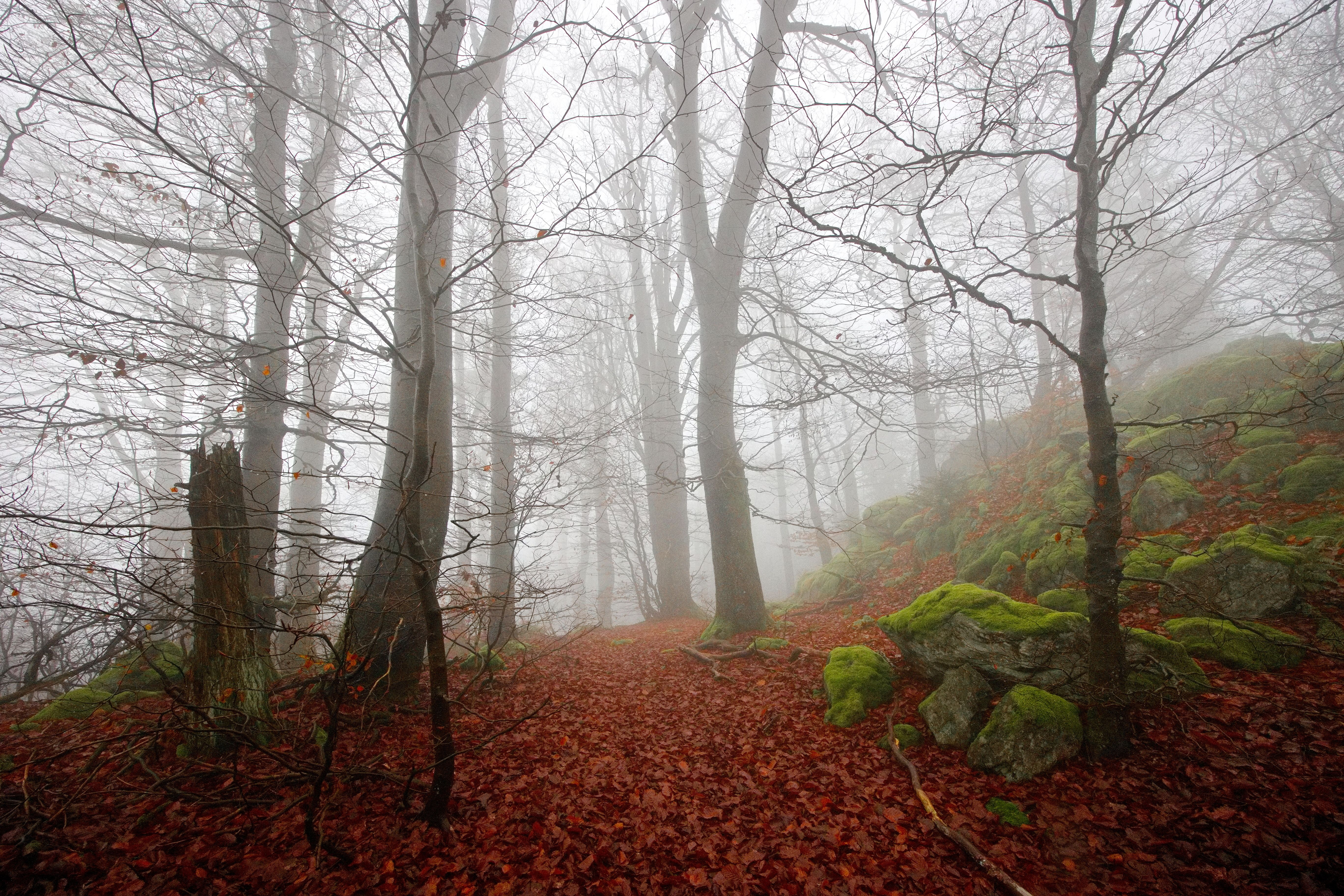 Misty Forest Path with Autumn Leaves and Mossy Rocks · Free Stock Photo