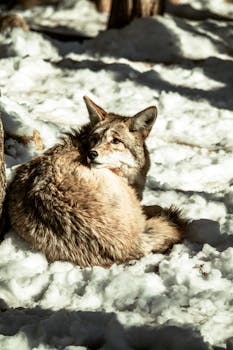 A coyote comfortably resting on the snow in a serene forest setting during winter.