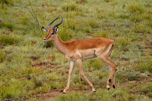 Free Close-up of a young impala standing on grassy plains, showcasing wildlife beauty. Stock Photo