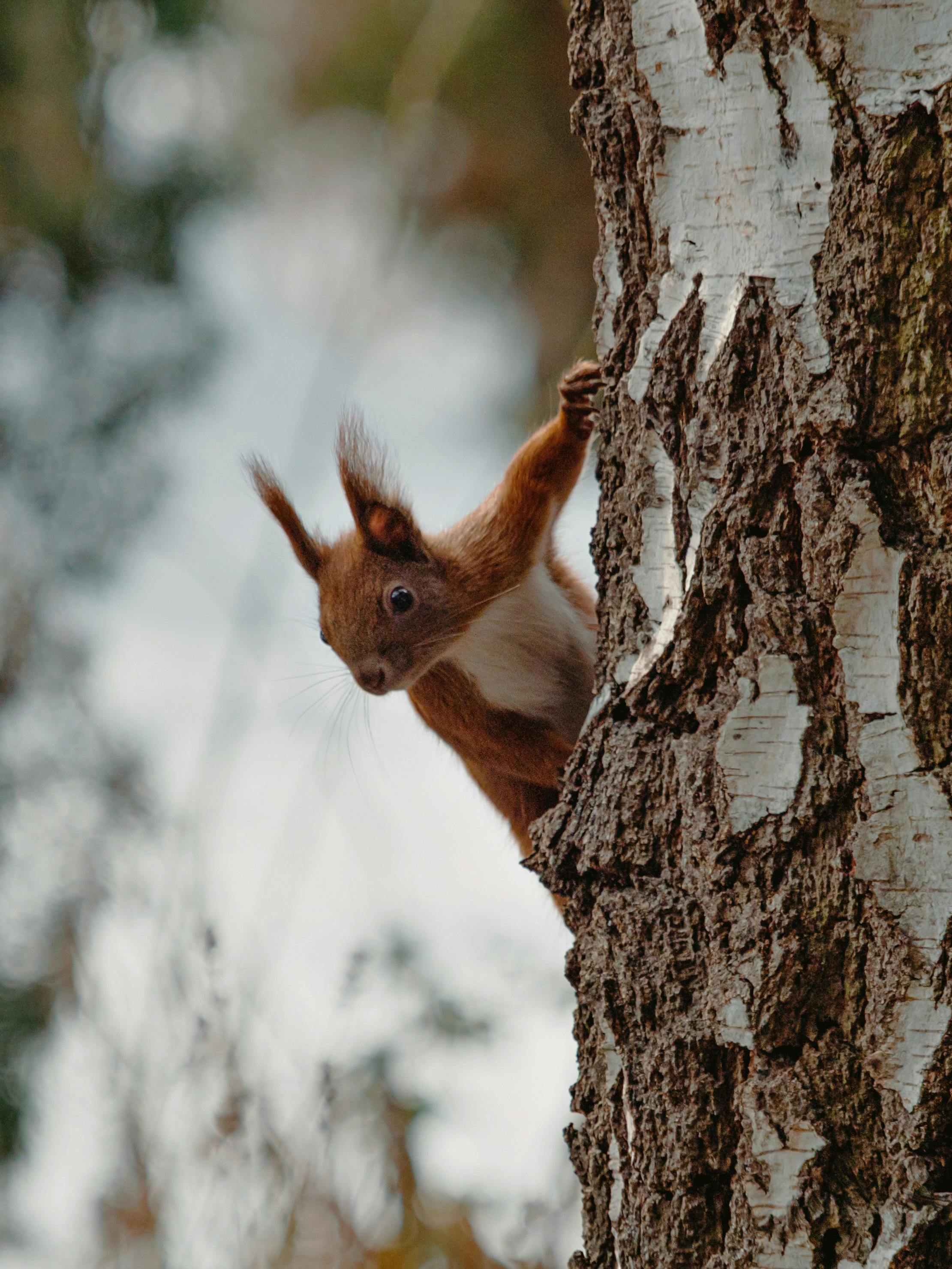 Adorable red squirrel peeking from a tree trunk in a Berlin forest.