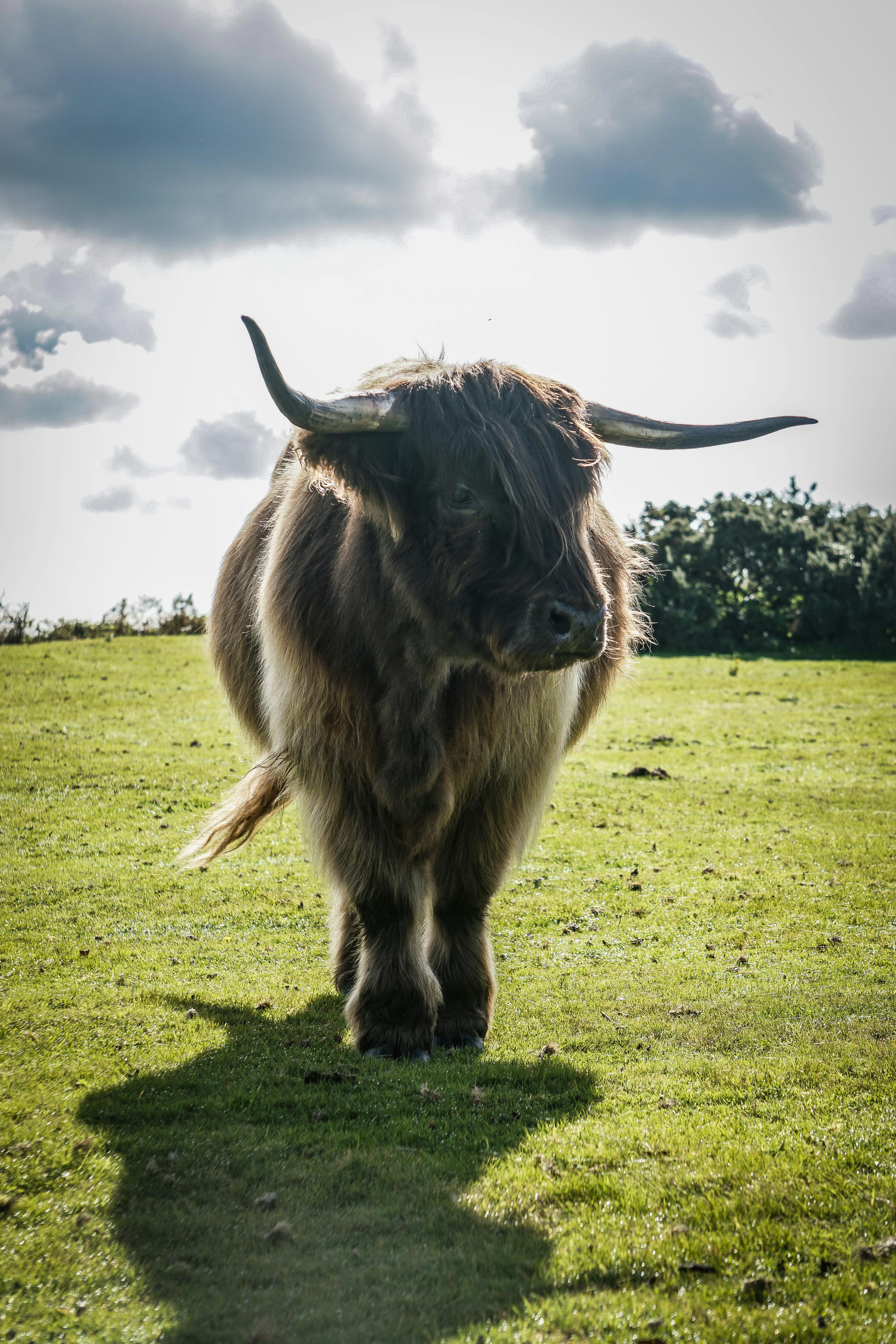 grátis Uma serena vaca das Terras Altas em um campo ensolarado na Inglaterra, exibindo seus longos chifres e pelagem espessa. Foto profissional