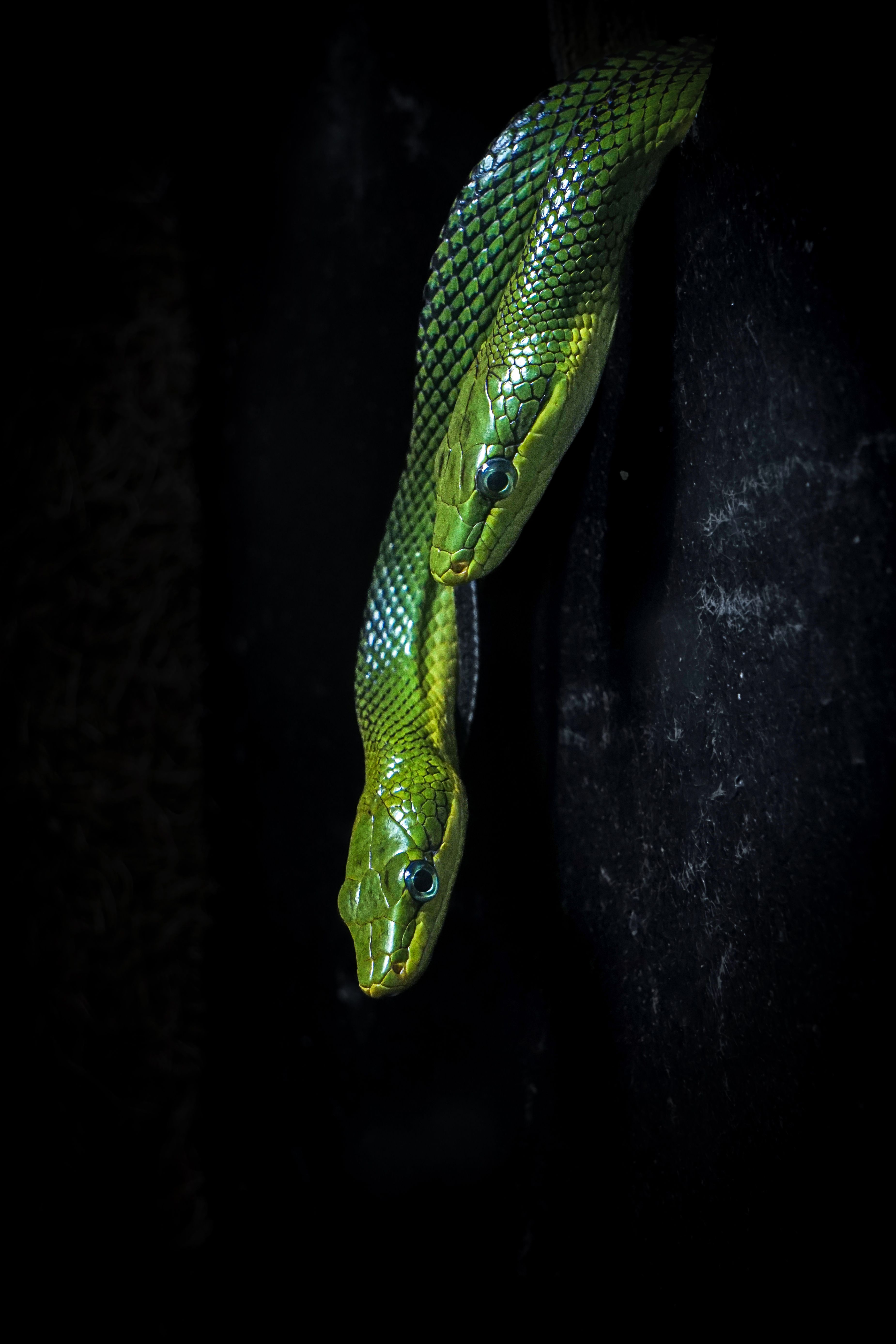 Portrait of Two Vibrant Green Snakes in Darkness · Free Stock Photo