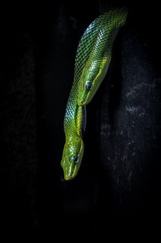 snake photo