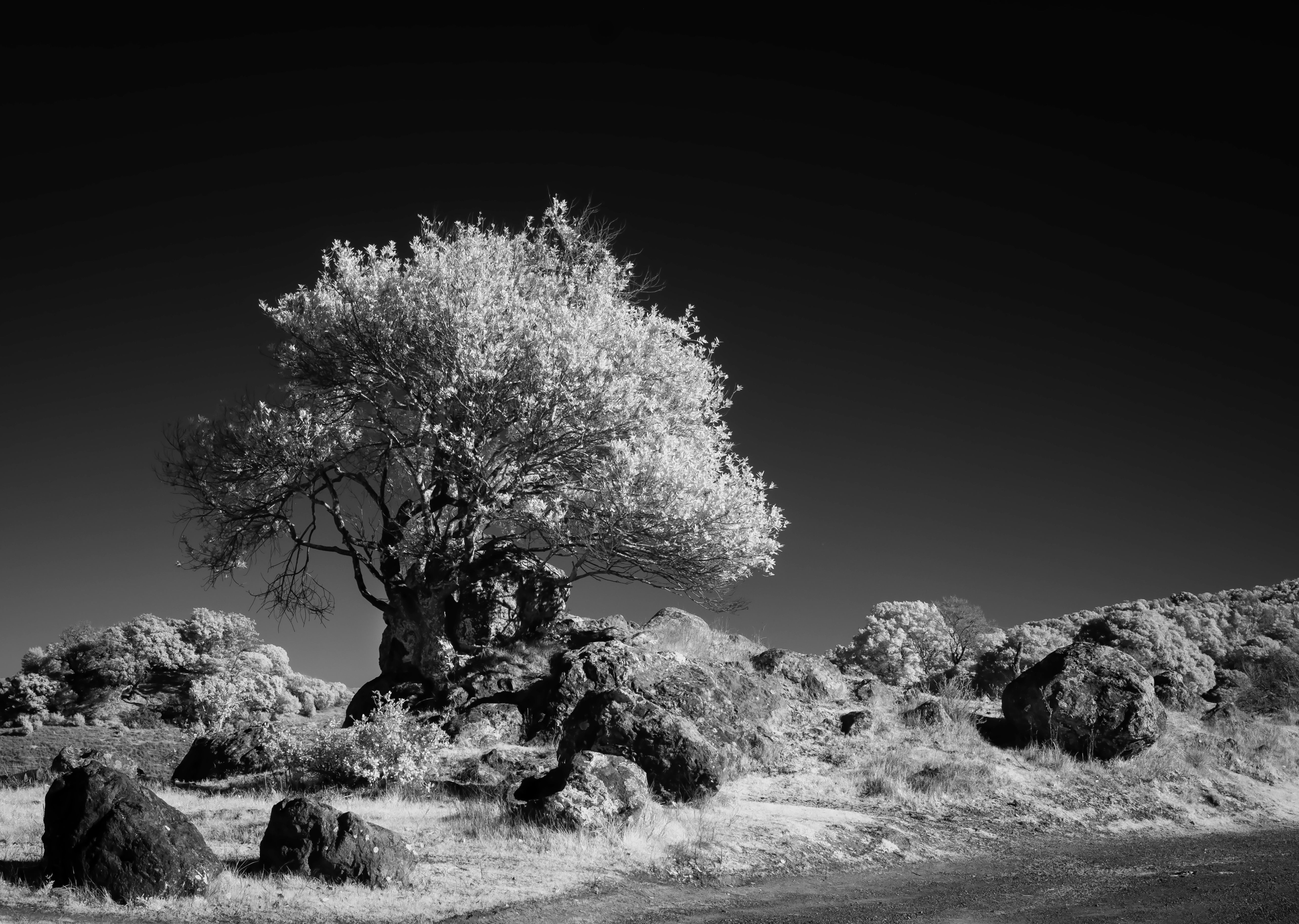 Solitary Tree in Dramatic Black and White Landscape · Free Stock Photo