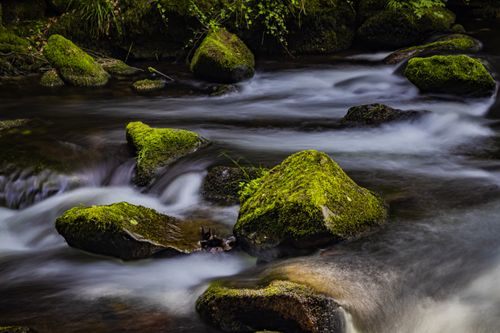 Free Peaceful stream flowing over mossy rocks in Baden-Württemberg's Black Forest. Stock Photo