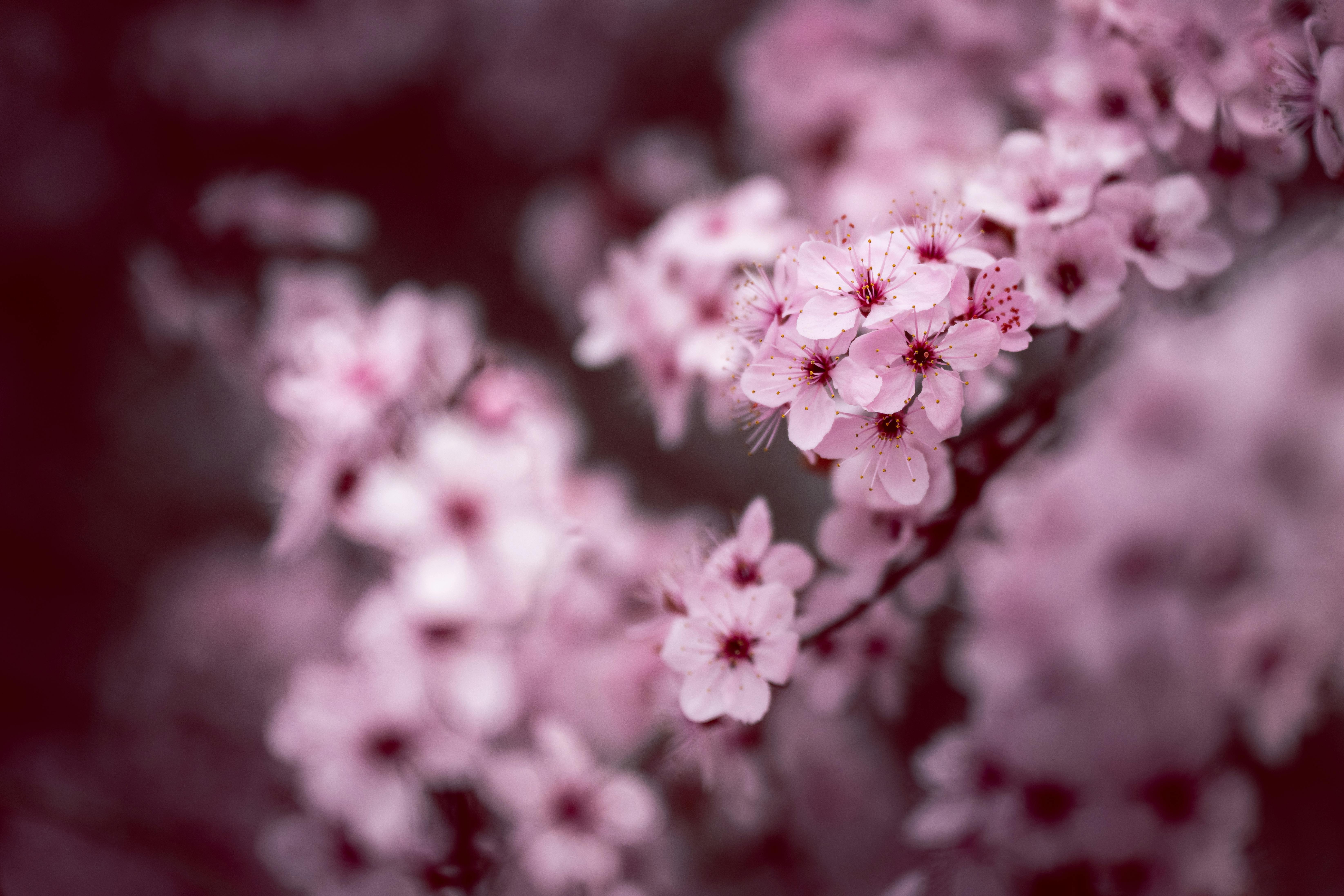 Beautiful close-up of pink cherry blossoms, capturing the essence of spring.