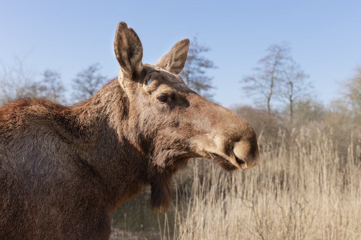 moose