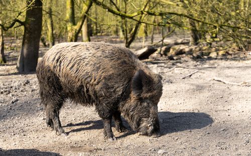 Free A wild boar forages in a sunny forest clearing, highlighting its rugged fur and natural habitat. Stock Photo