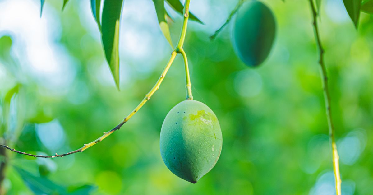 Genomic Study Unveils Mango Diversity in Saudi Arabia's Jazan Region