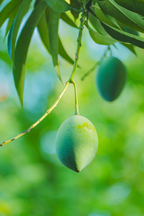 Free Green mangoes hanging on a branch with lush leaves in a bright outdoor setting. Stock Photo