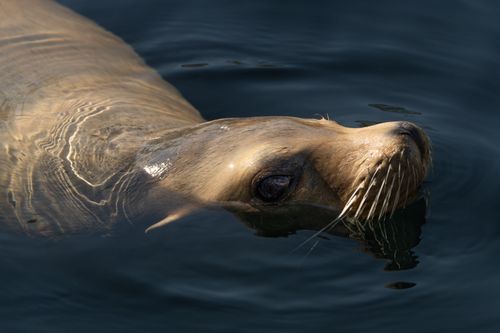 Free A serene close-up of a seal swimming in dark waters, showcasing its natural beauty. Stock Photo