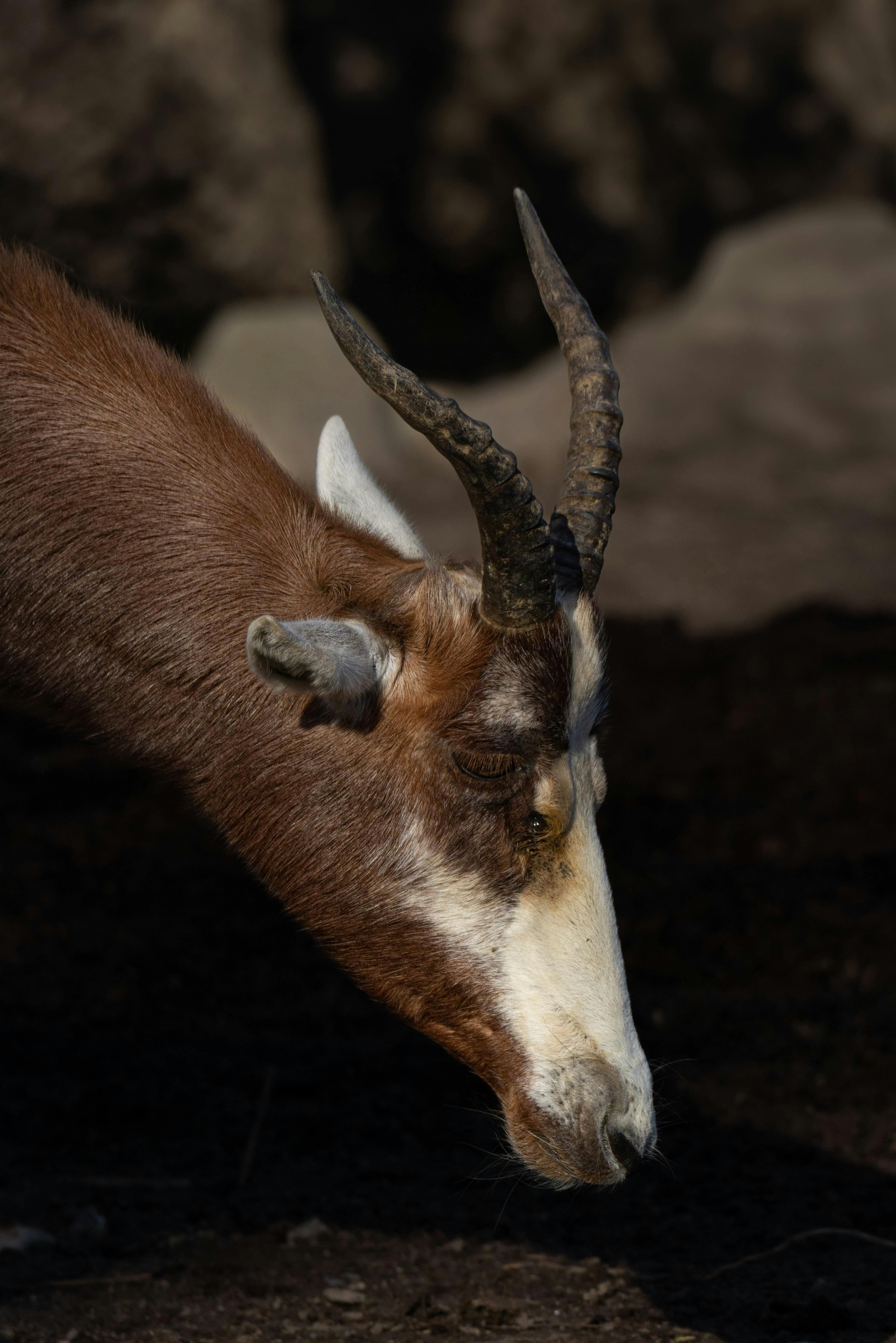 Gratuit Hjort Photos