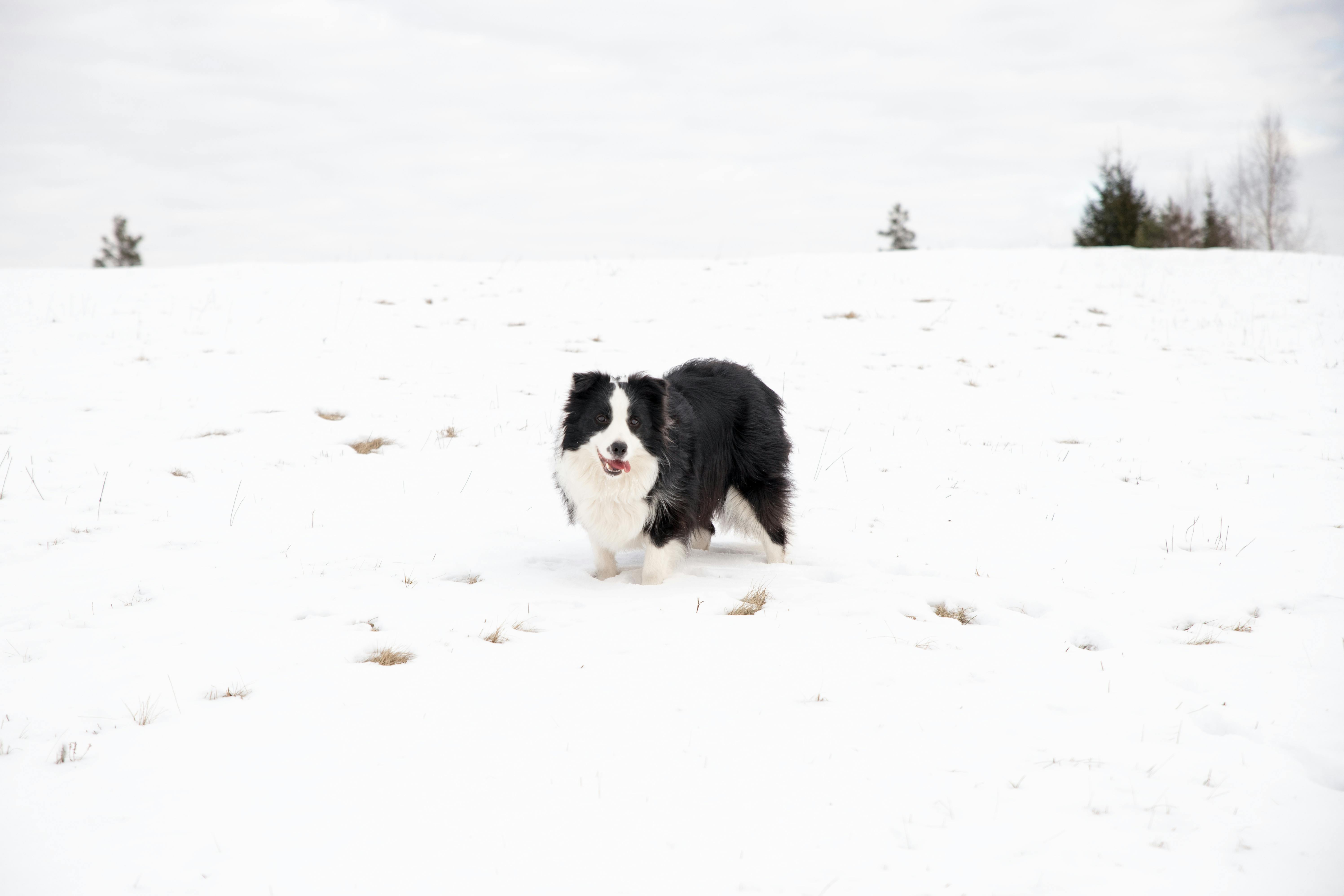 Ücretsiz Letonya'nın Straupe bölgesinde karlı manzaranın tadını çıkaran neşeli bir Border Collie. Stok Fotoğraflar