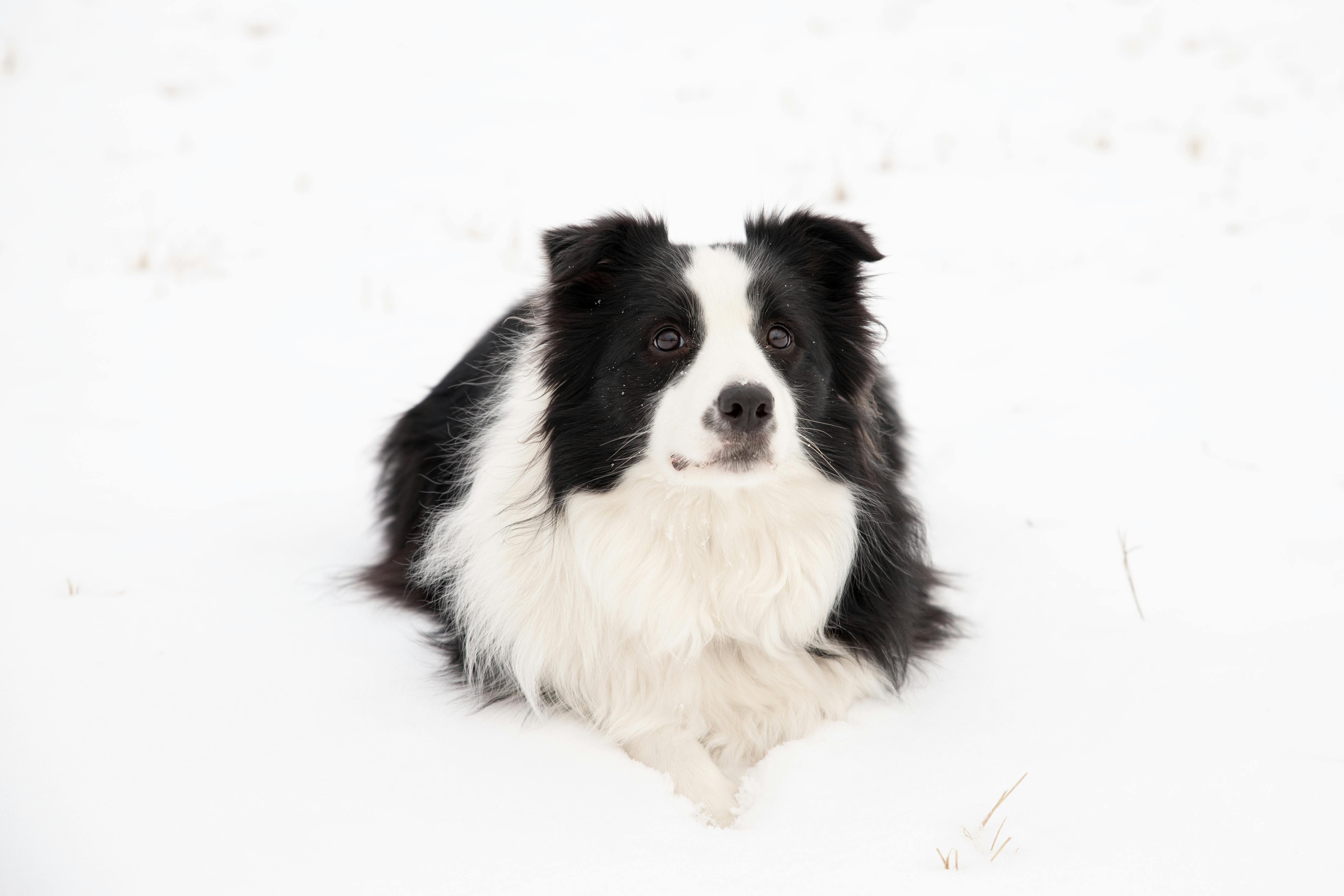 Gratis Un amichevole Border Collie giace in un campo innevato in Lettonia, incarnando la gioia e la lealtà dell'inverno. Foto a disposizione