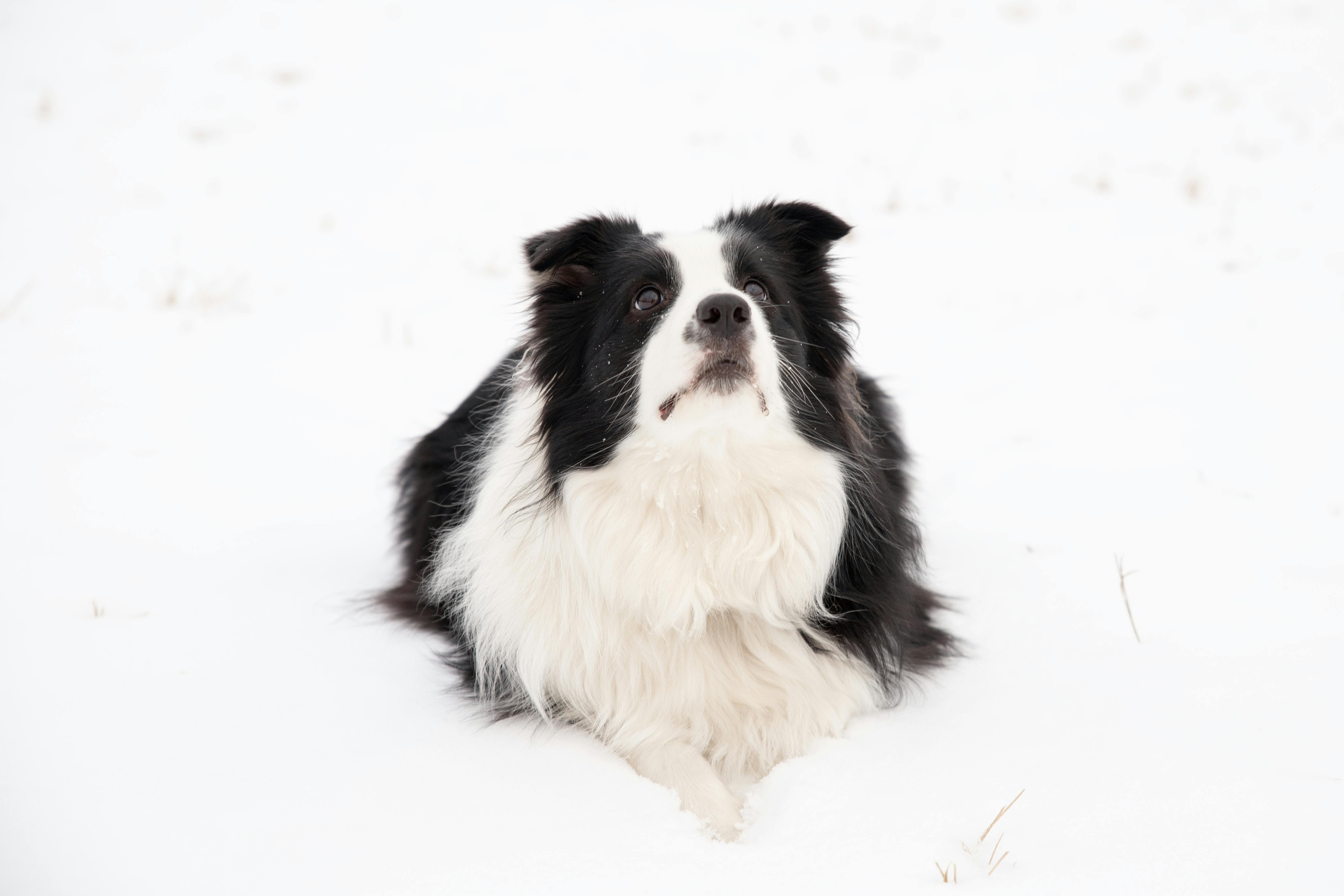 Gratis Immagine accattivante di un Border Collie che si gode una giornata innevata a Straupe, Lettonia. Foto a disposizione