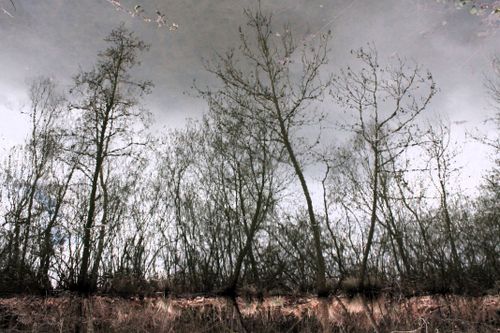 Free Serene reflection of bare trees on a pond creating a mirror-like symmetry. Stock Photo