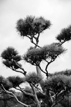 Artistic black and white photo of a Japanese pine tree, Buenos Aires.