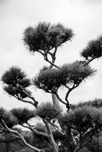 Artistic black and white photo of a Japanese pine tree, Buenos Aires.