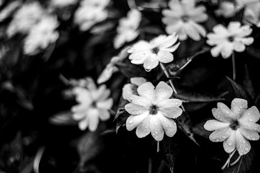 Elegant dewdrops on delicate petals create a serene black and white floral scene.