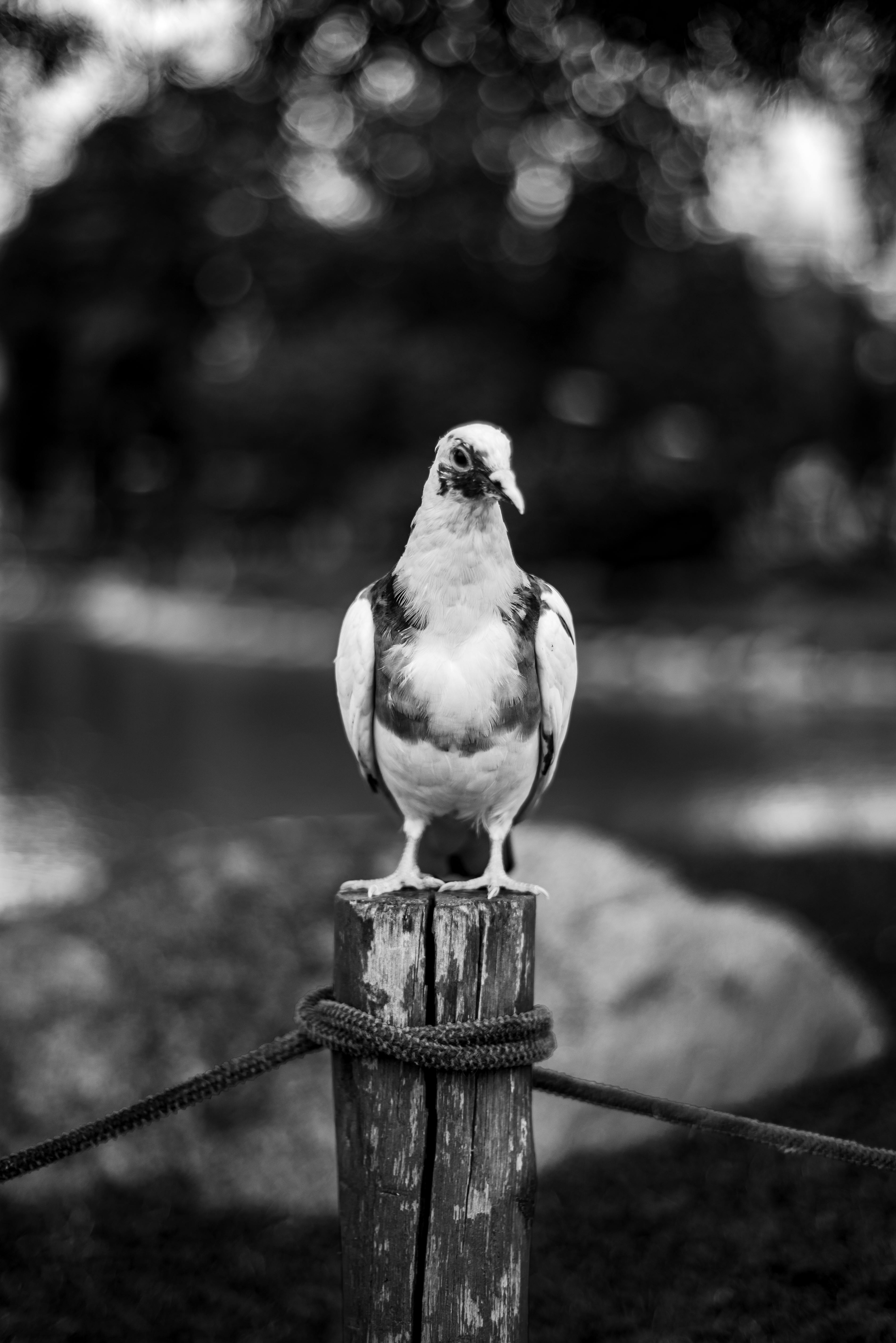 Monochrome image capturing a pigeon perched on a post in Buenos Aires park.