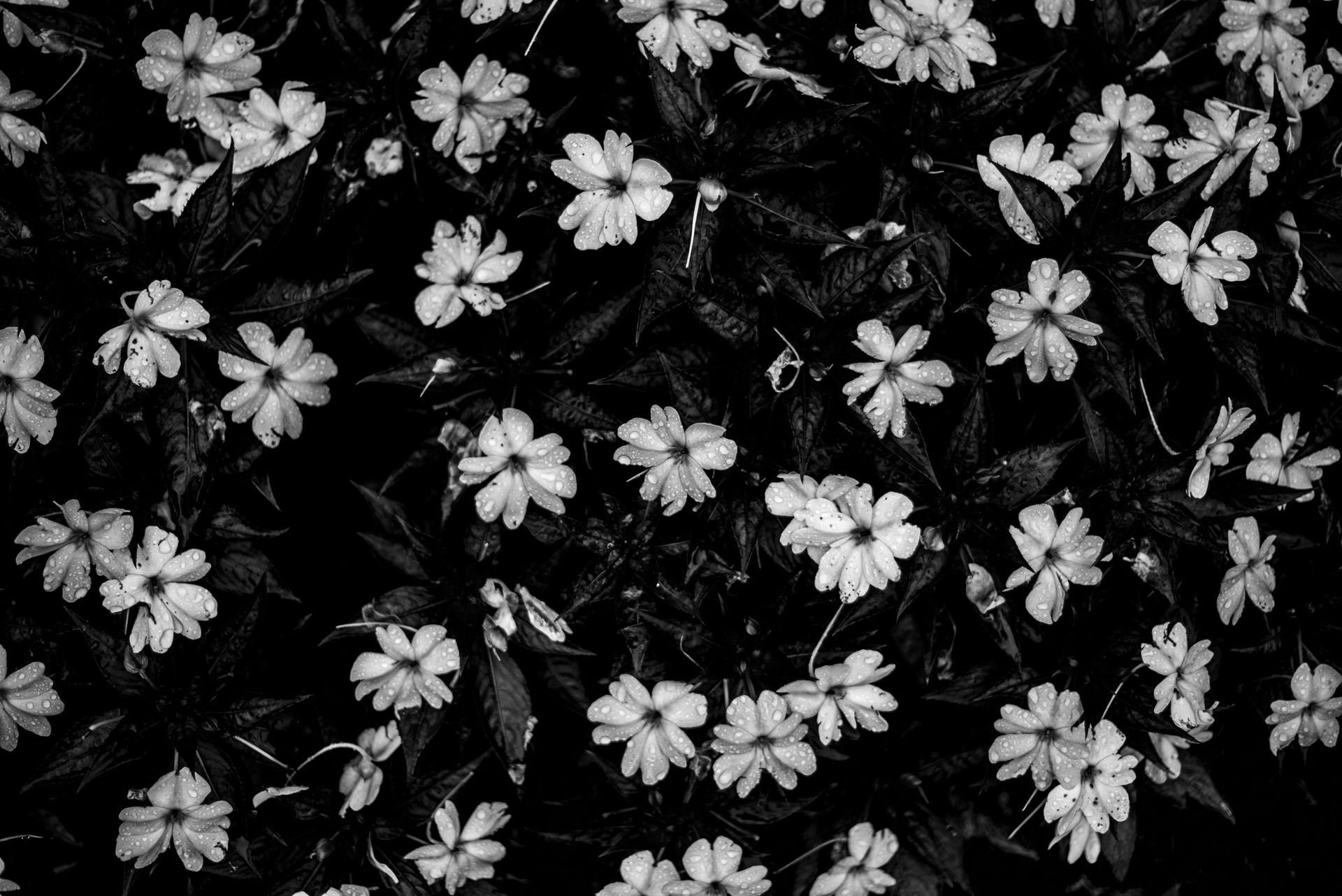 Monochrome floral pattern captured in a Buenos Aires garden, highlighting intricate details.