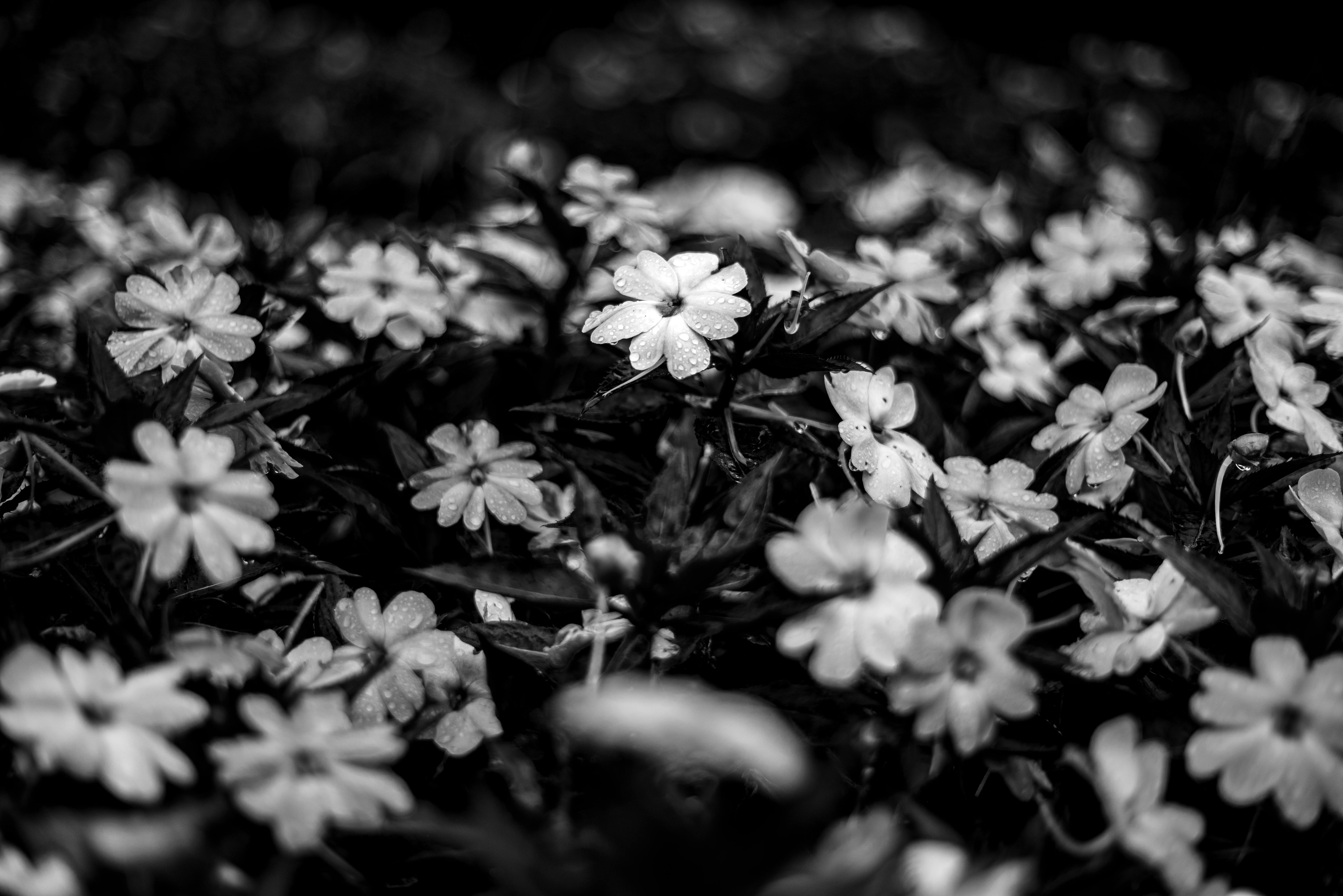 Monochrome image of daisy flowers covered in dew, exuding a fresh and vibrant feel.