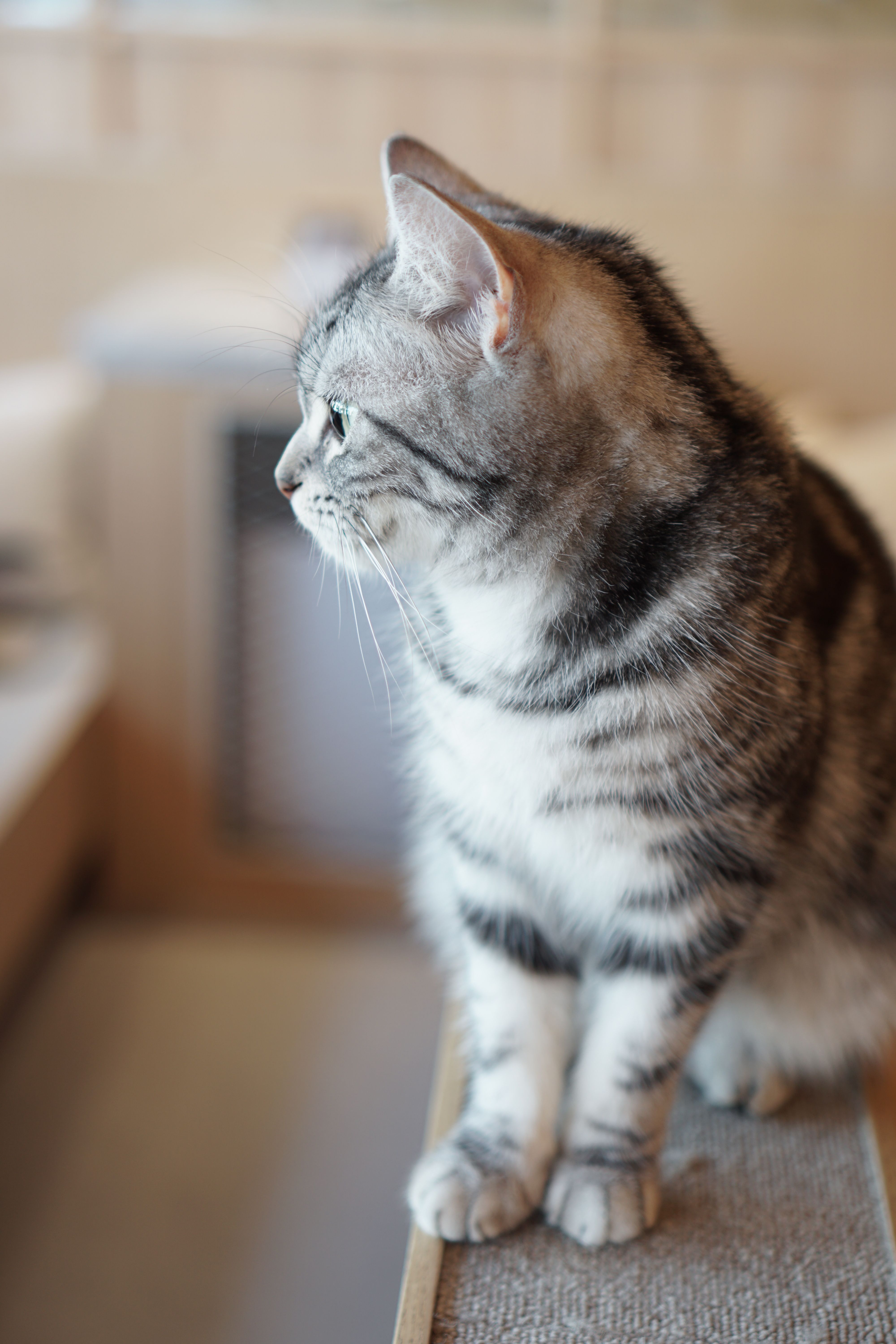 A striped tabby cat looking out a window in a cozy indoor setting.