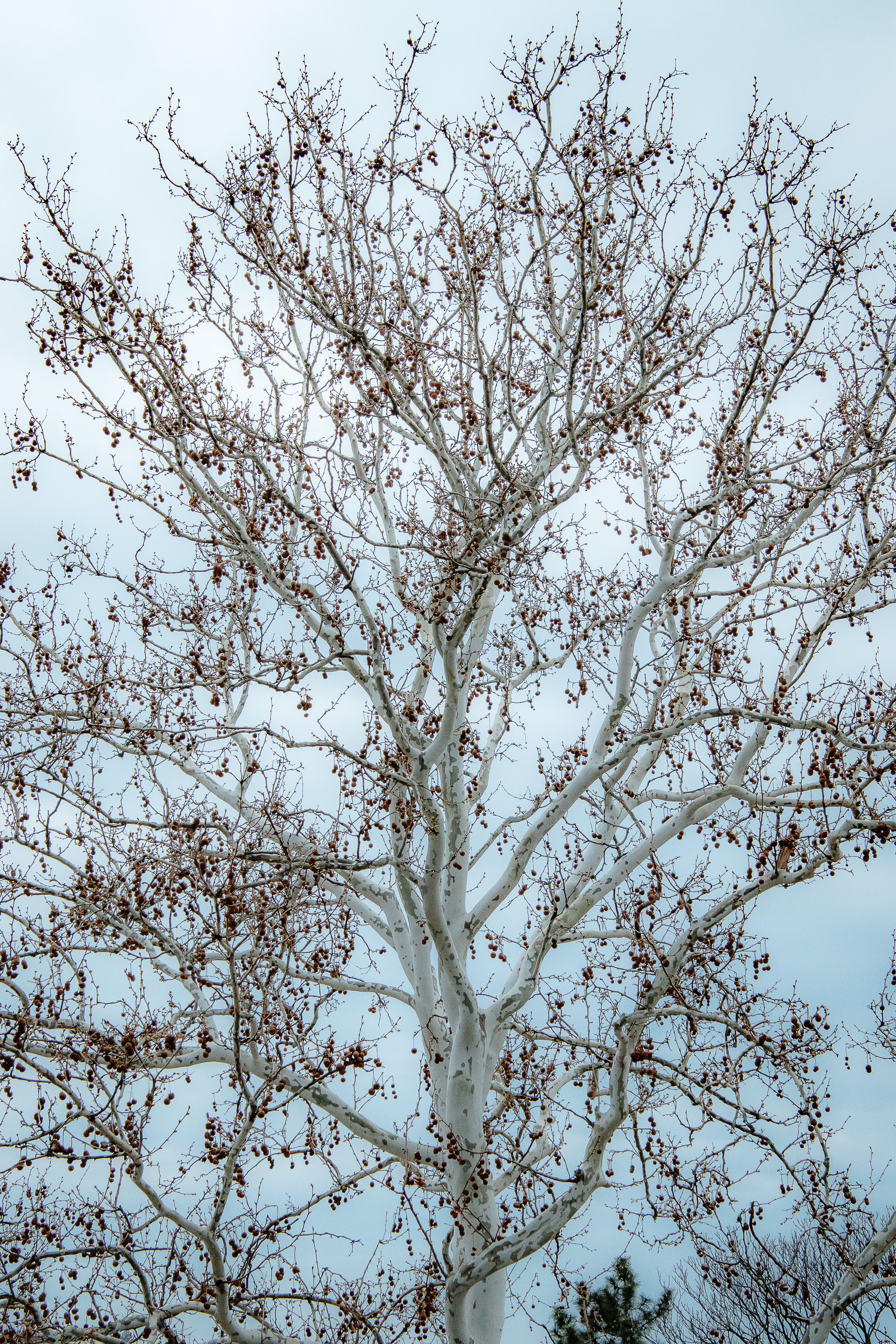 Leafless Tree in Winter Sky - Belgrade, Serbia · Free Stock Photo