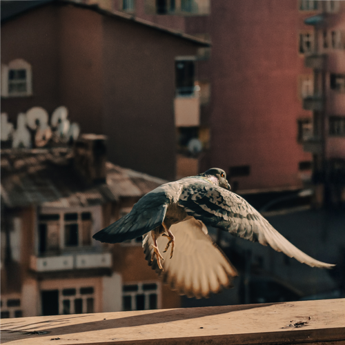 Free A pigeon gracefully glides above urban rooftops, capturing the essence of city life at dusk. Stock Photo